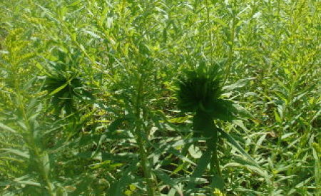 LATE SPRING GOLDENROD